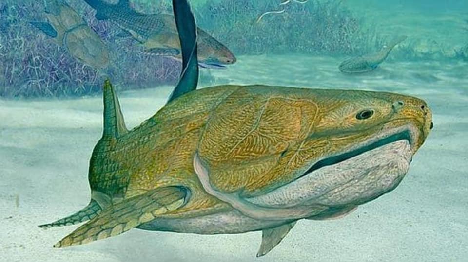 Entelognathus primordialis